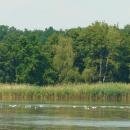 MOs810, WG 2014 39, Milicz Ponds Jamnik Gorny pond (5)