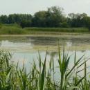 MOs810, WG 2014 39, Milicz Ponds Slupicki Maly pond (5)