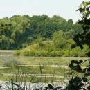 MOs810, WG 2014 39, Milicz Ponds Slupicki Maly pond (8)