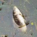 MOs810, WG 2014 39, Milicz Ponds Slupicki Maly pond dead fish (3)