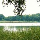 MOs810, WG 2014 39, Milicz Ponds Wilczy Maly pond (2)