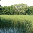 MOs810, WG 2014 39, Milicz Ponds Slupicki Maly pond (4)