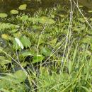 MOs810, WG 2014 39, Milicz Ponds Golica pond (104)